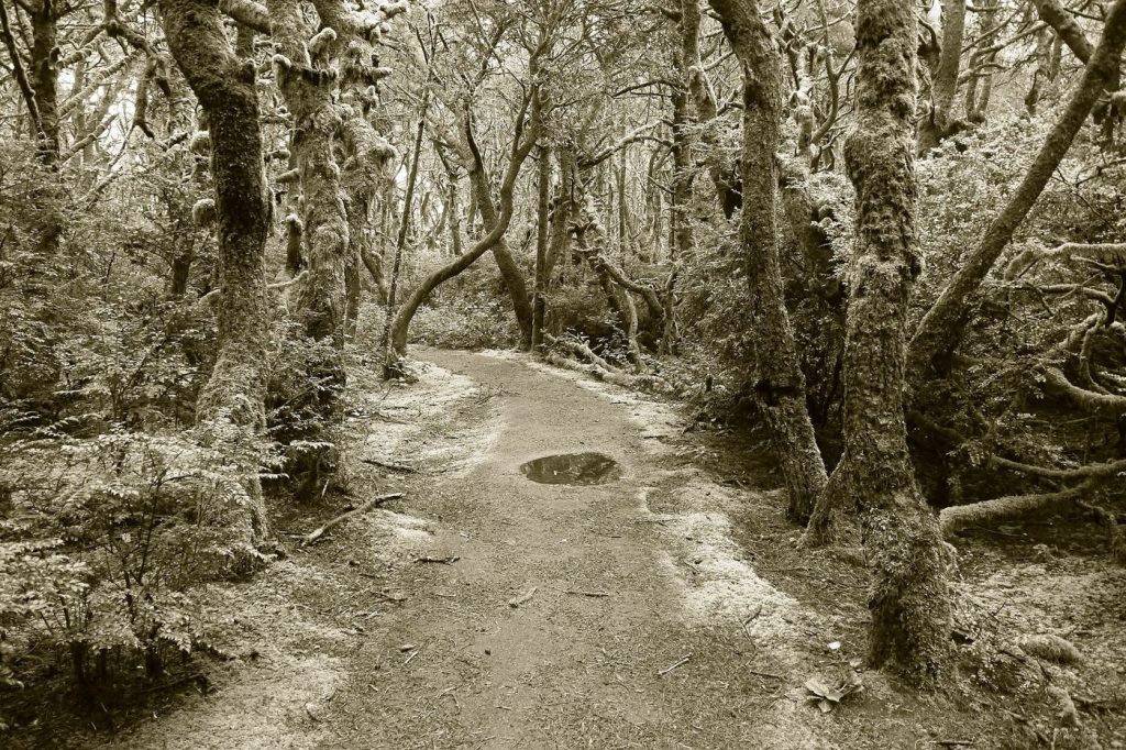Doctors Prescribe Time in Nature in Expanding Pilot Schemes People walking on a park path among trees